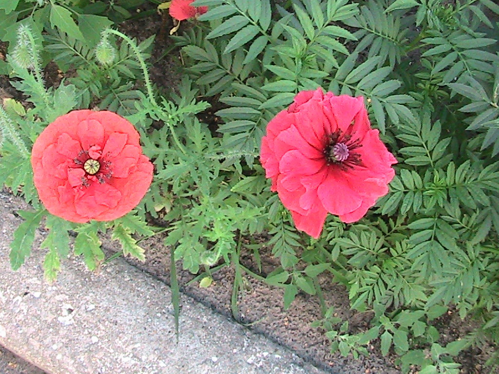 Придворные маки - Сергей Гвоздев Придворные маки - Сергей Гвоздев