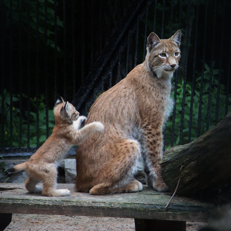3313 - Аркадий Лаптенко