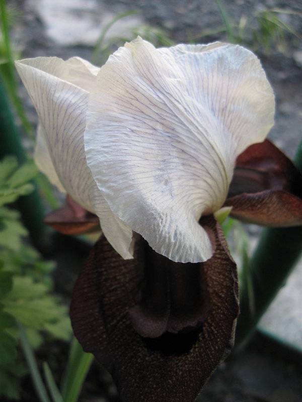 Iris bismarckiana - Volodya Grigoryan