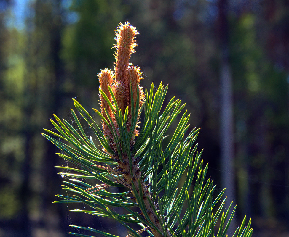Свечка! - Владимир Рязанов