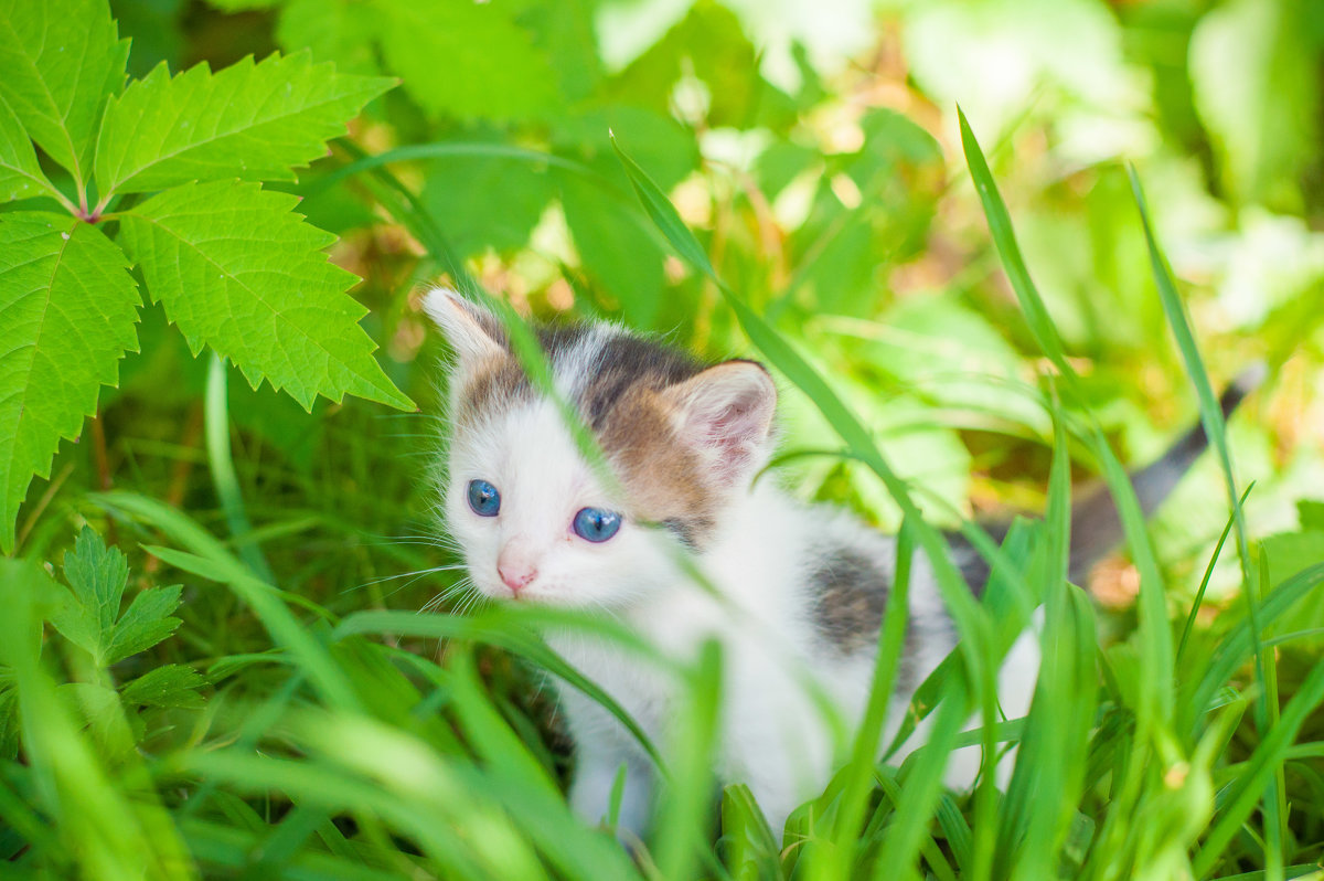 Котёнку месяц - Светлана 