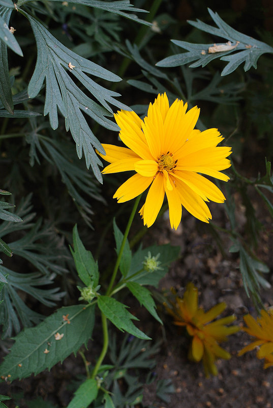 Цветок, похожий на топинамбур - Дубовцев Евгений 