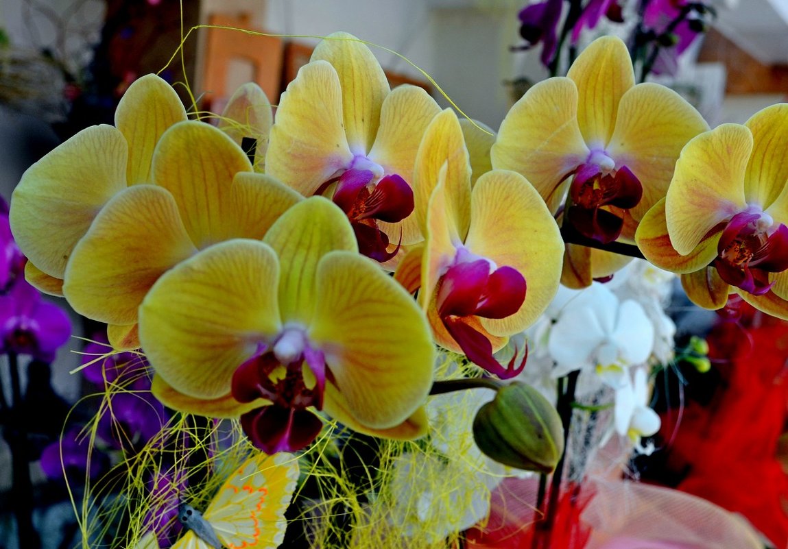 ЛЕТЯЩИЕ МОТЫЛЬКИ - Анатолий Восточный ЛЕТЯЩИЕ МОТЫЛЬКИ - Анатолий Восточный