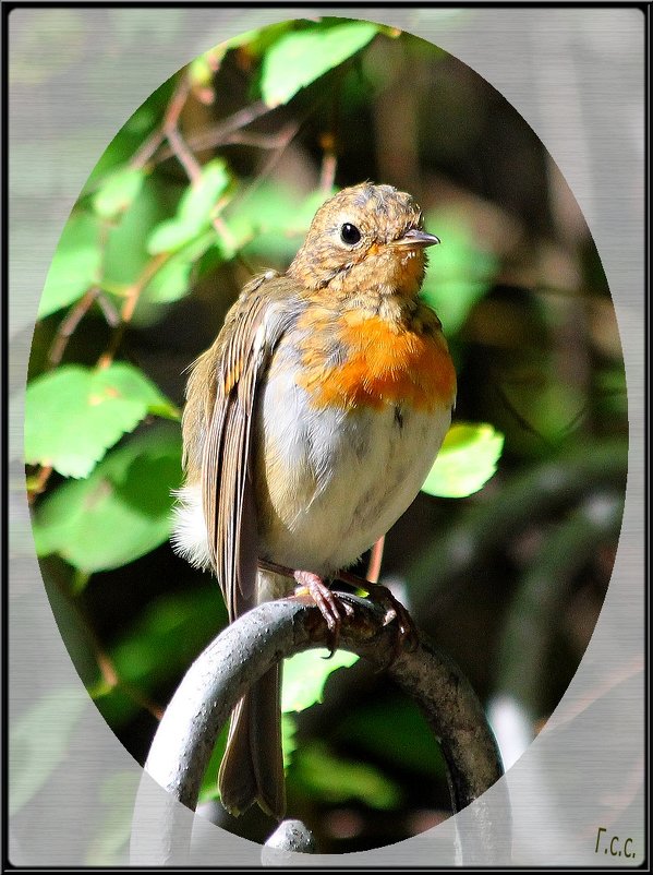 *** - Сергей Гончаров