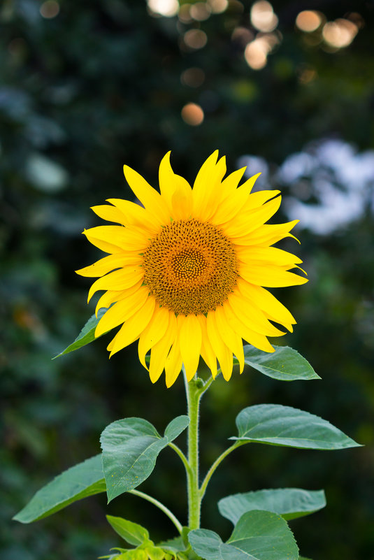 - - Андрей Молодов - - Андрей Молодов