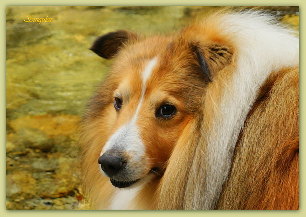 My amazing Sheltie Friday :-) - Tatiana Golubinskaia