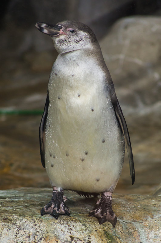 **** - Natalia Adams **** - Natalia Adams