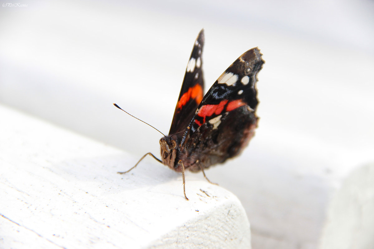 Бабочка - Ксения Прикман