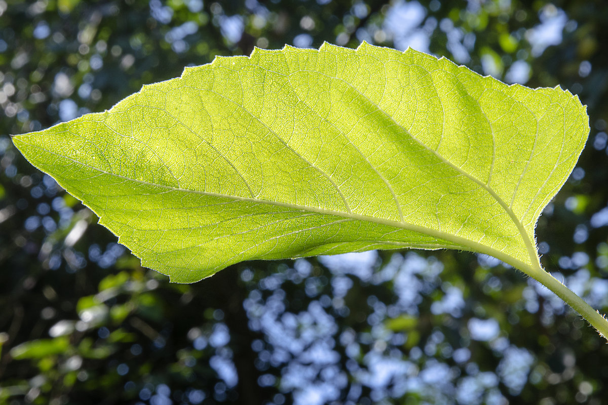 В огороде Мамы - Kliwo 
