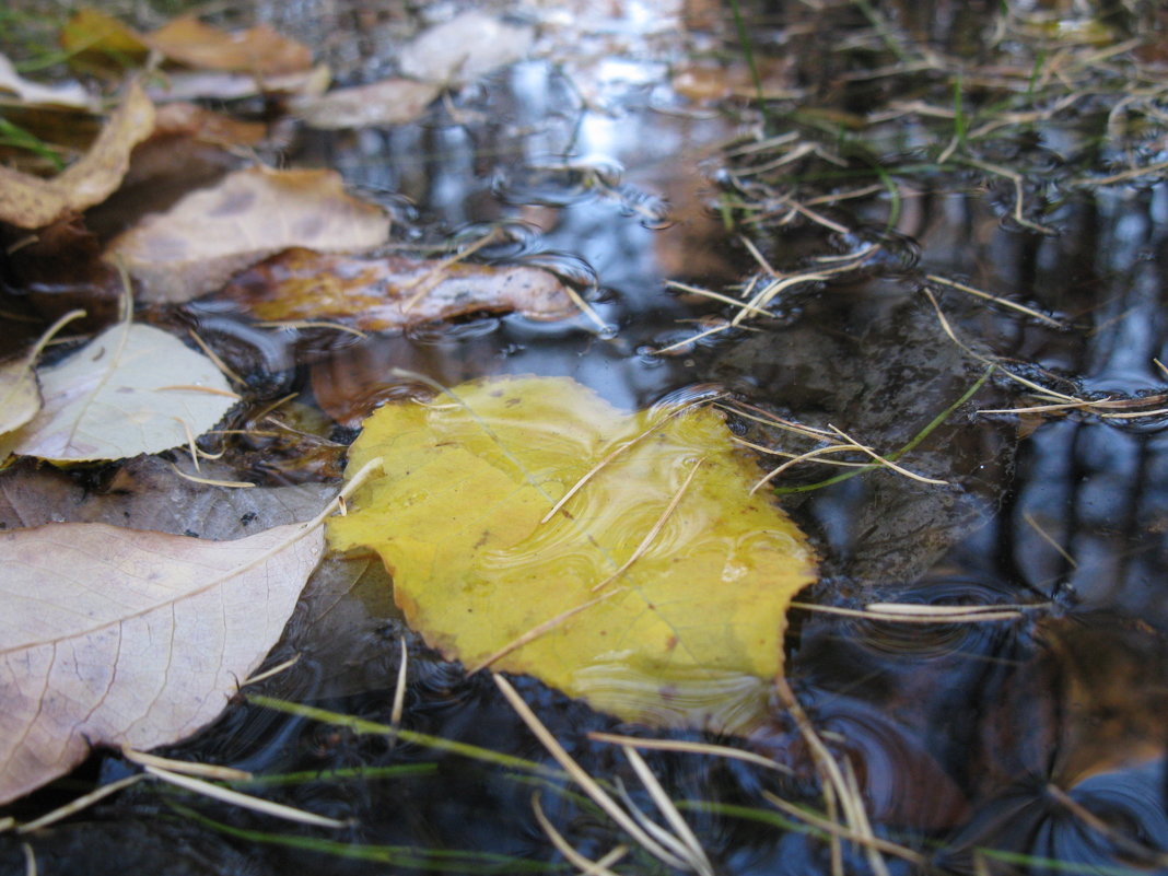 снова осень - Ольга 
