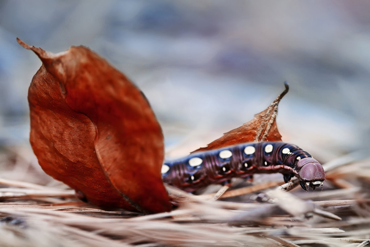 Бражник - Анна Чернобай