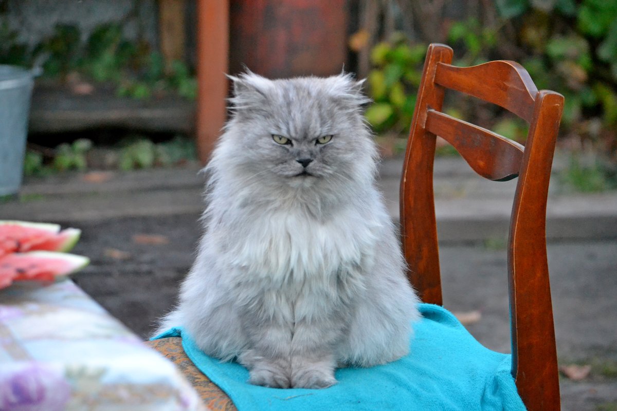Гоша сердится - Александр Канышев