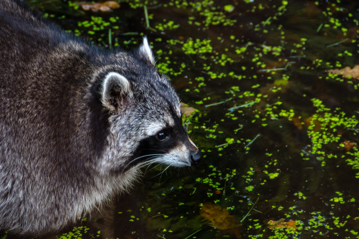 Wildpark, Düsseldorf - Witalij Loewin