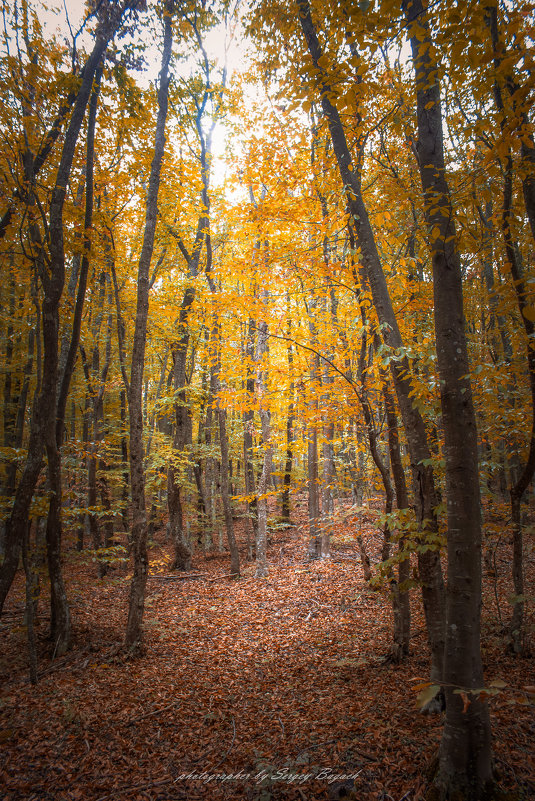 осень в Крыму - Sergey Bagach