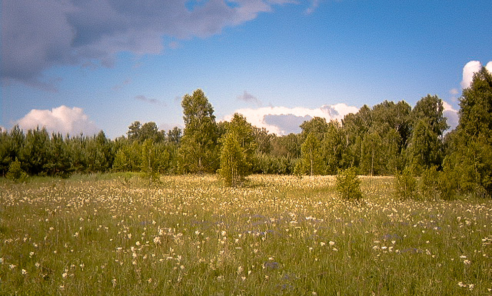 Ромашковое поле - Лариса Димитрова