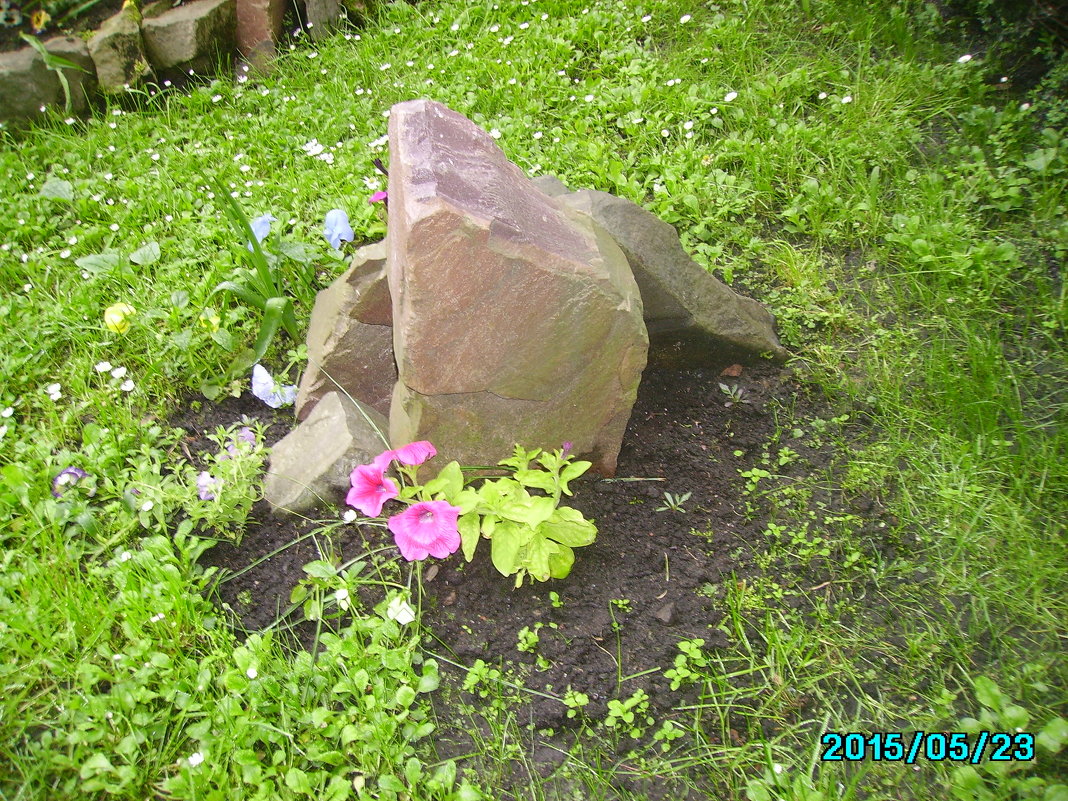 Декоративная клумба в Ивано - Франковске - Андрей Васильевич Коляскин Декоративная клумба в Ивано - Франковске - Андрей Васильевич Коляскин