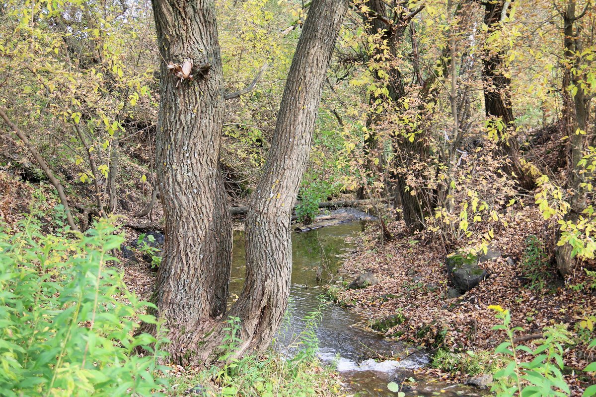 Осень - Владимир Холодницкий
