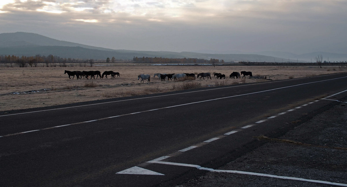 Им не нужны людски дороги... - Александр Попов Им не нужны людски дороги... - Александр Попов