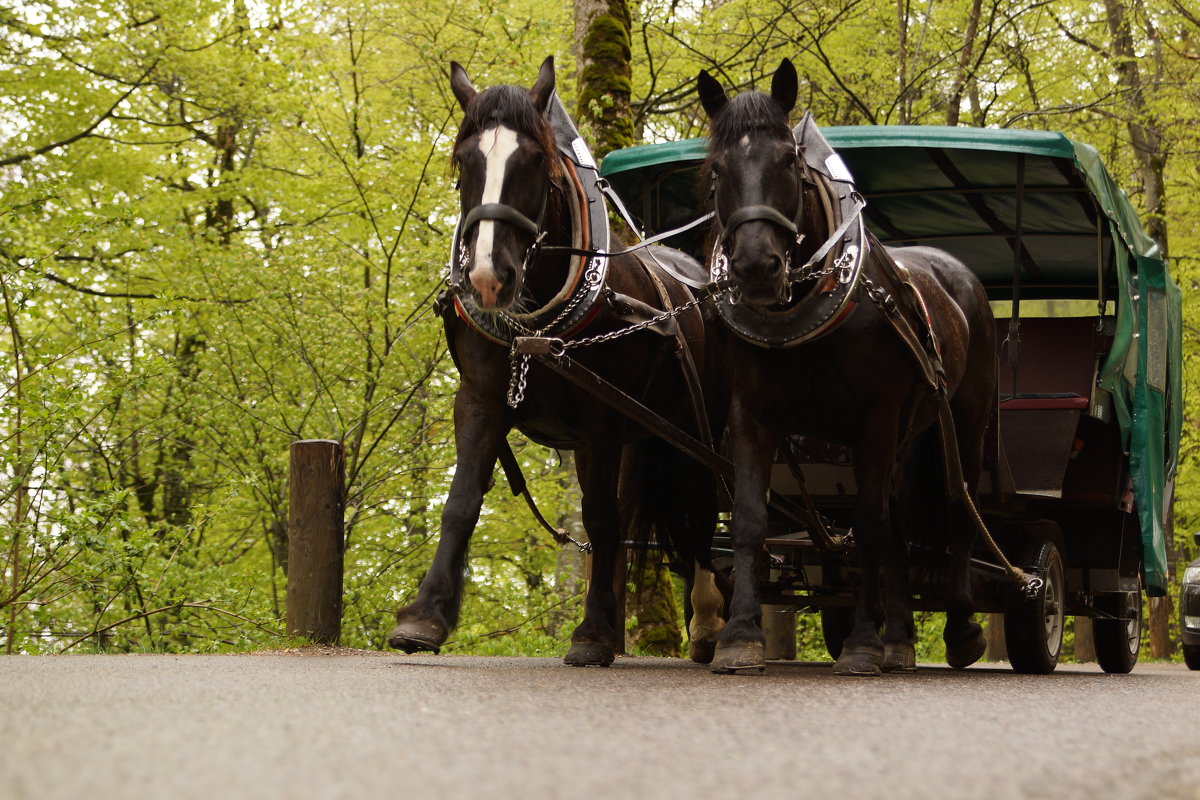 Повозка без всадника - Bogdan Snegureac Повозка без всадника - Bogdan Snegureac