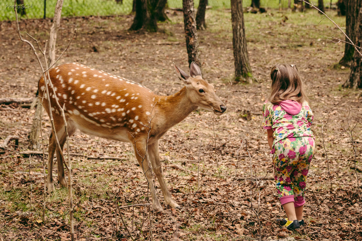 Шкотовский сафари-парк. - Сергей Щелкунов