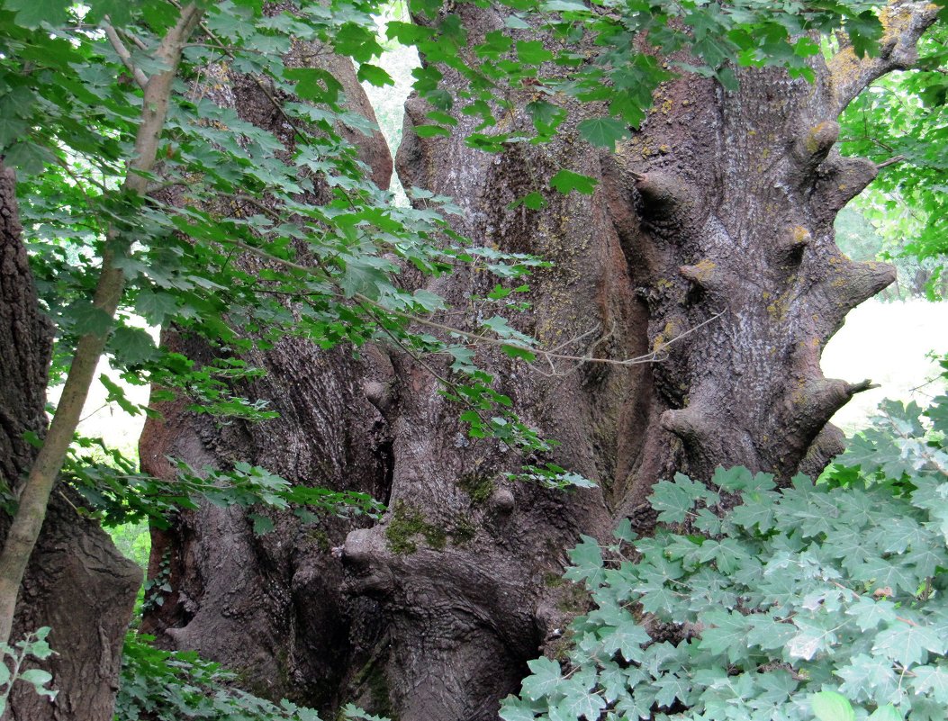 Ствол дерева - Вера Щукина