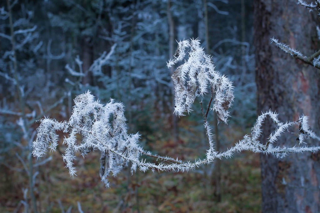 Первые заморозки - Ириника 