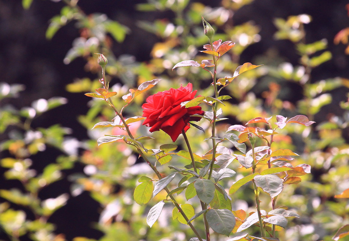 Голосую за красоту - Татьяна Ломтева Голосую за красоту - Татьяна Ломтева