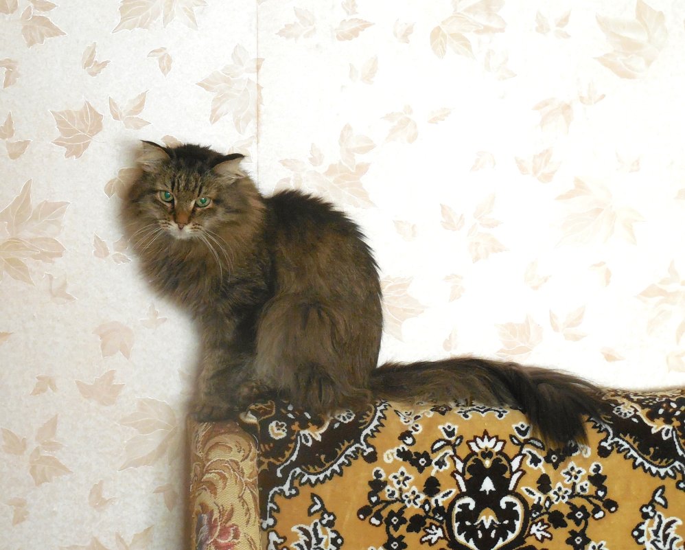 Мурзик - Наталья Пендюк Пендюк Мурзик - Наталья Пендюк Пендюк