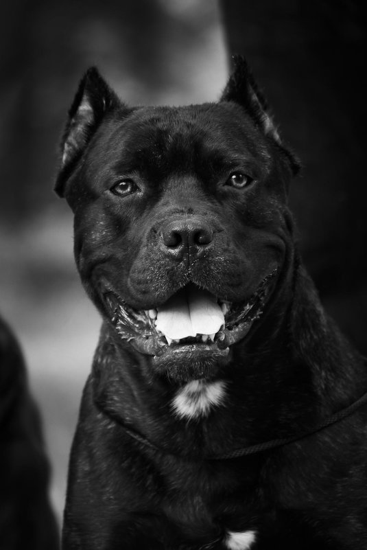 Питбуль - Ринат Хабибулин