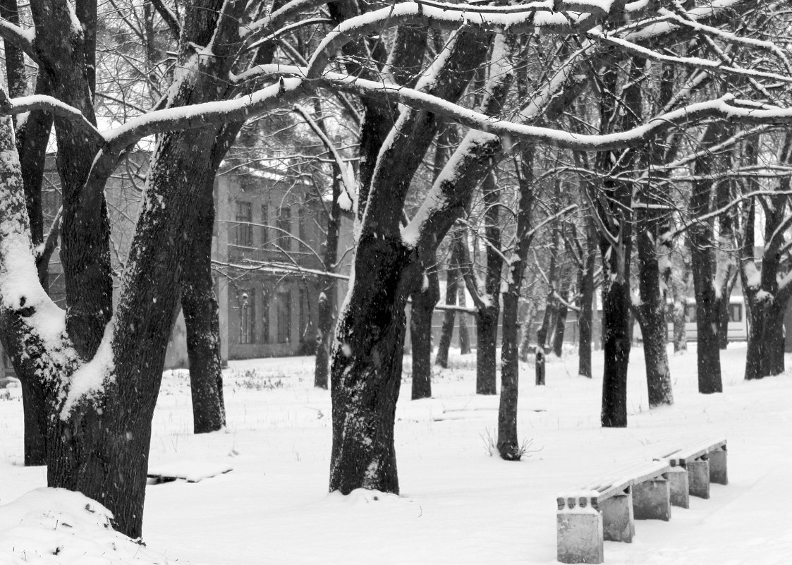 Белым снегом всё покрыло: и деревья и дома. - Валентина ツ ღ✿ღ