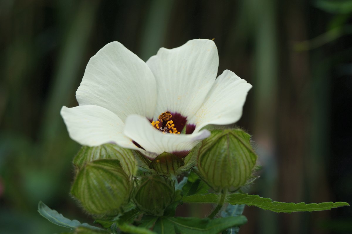 Hibiscus cannabinus - Natalia Harries