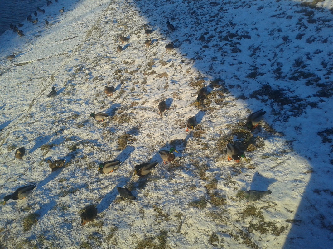 Утки на снегу - Сапсан 