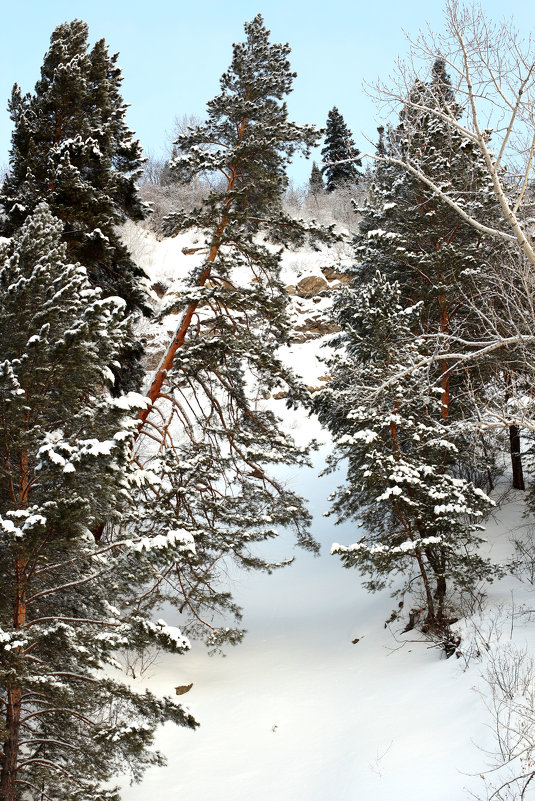 Сосны - Радмир Арсеньев