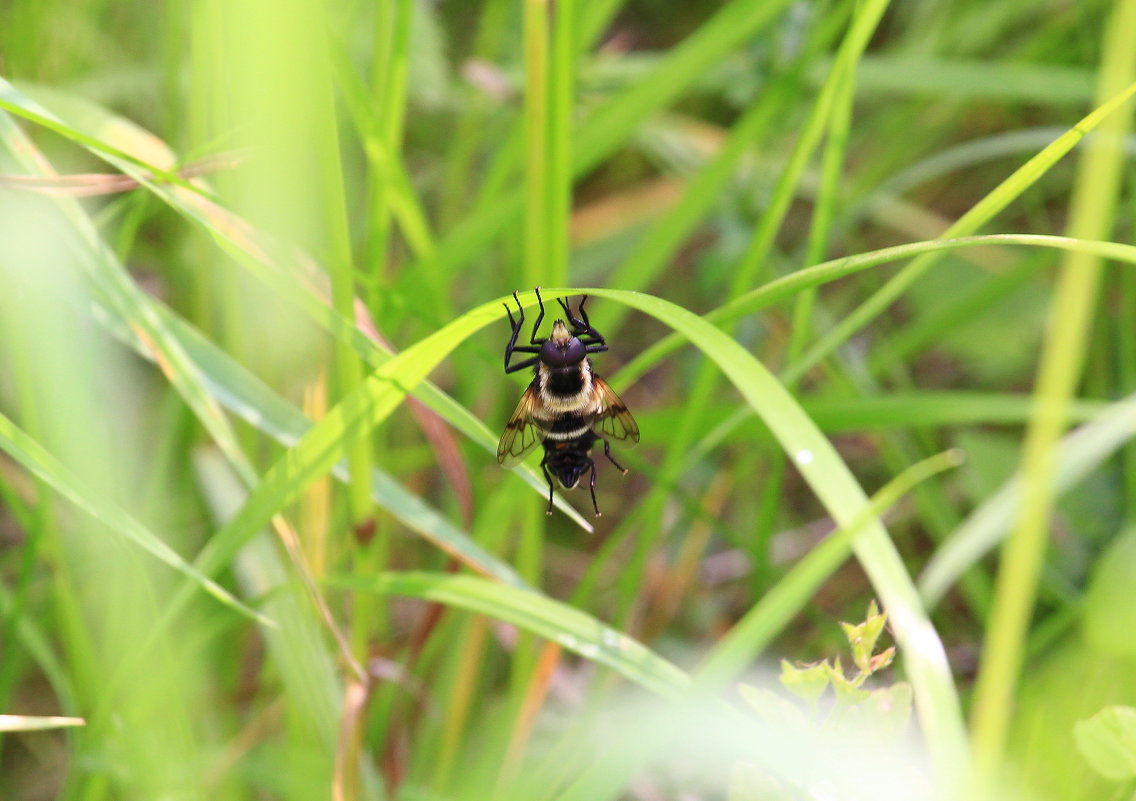 Вис.Парные упражнения - Татьяна Ломтева