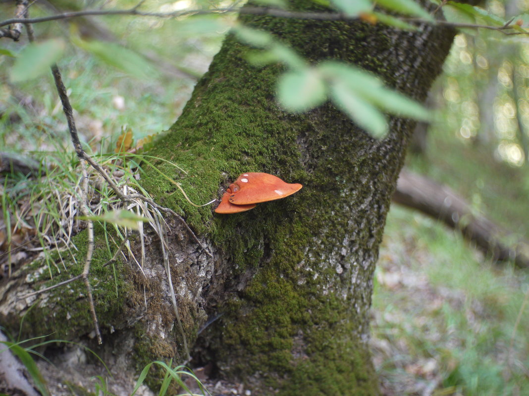 Красотуля - Михаил Красотуля - Михаил