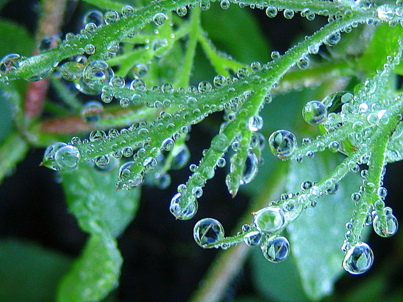 Капельки. - оля san-alondra Капельки. - оля san-alondra