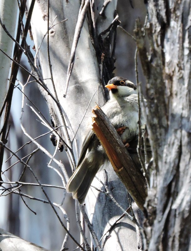 Strong-billed Honeyeater - чудинова ольга 