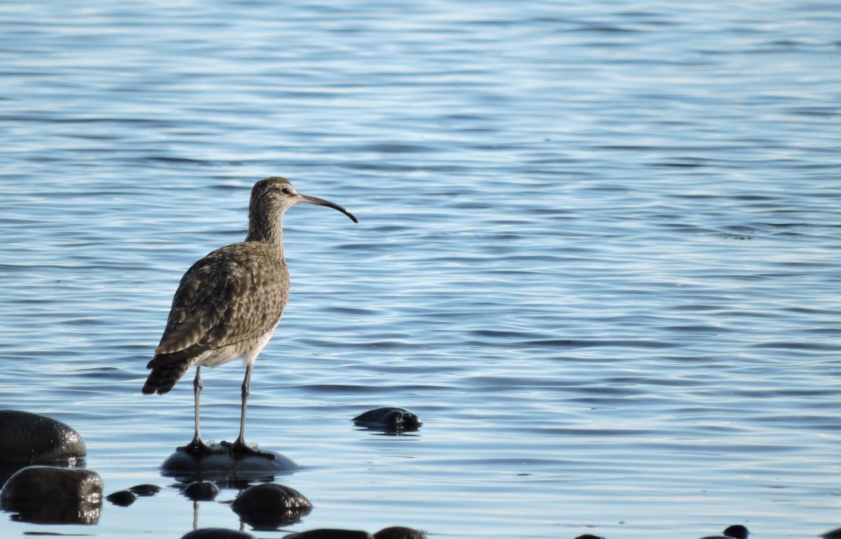 Whimbrel - чудинова ольга 