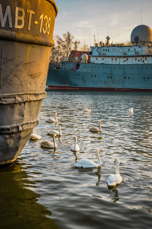лебеди на рассвете - Олеся Семенова