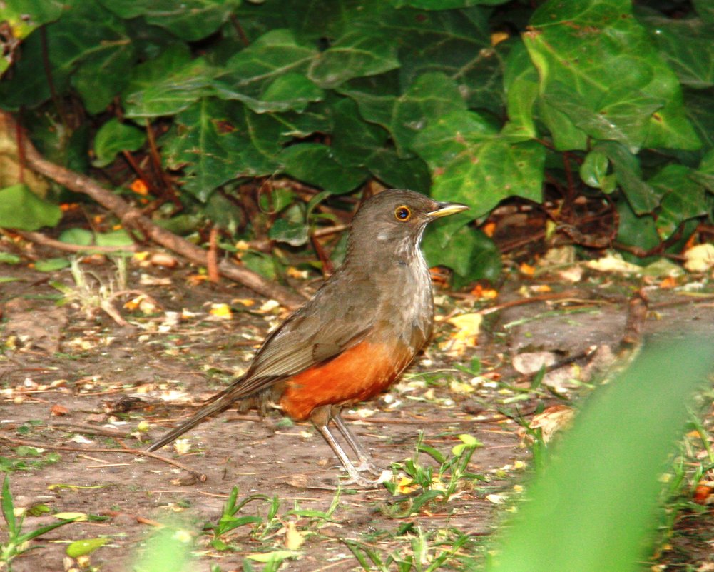 Rufuous-bellied Thrush - чудинова ольга 