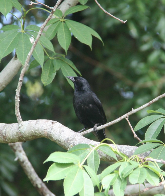 Shiny Cowbird - чудинова ольга 