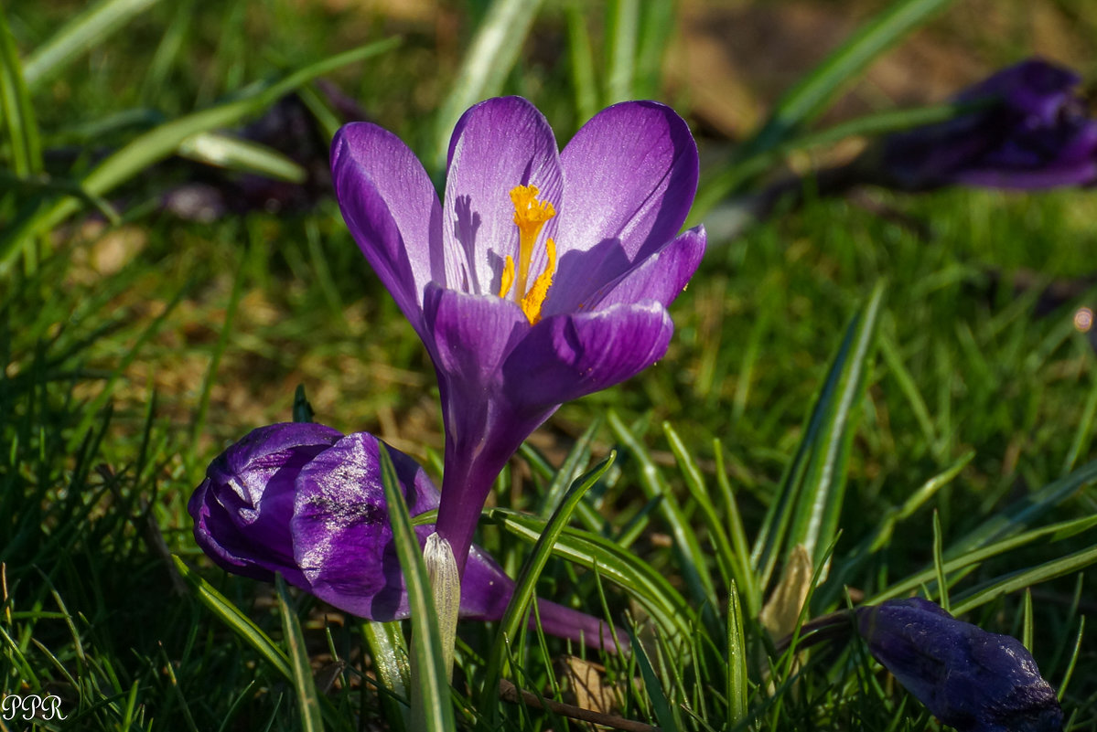 Crocus - Павел Руденко