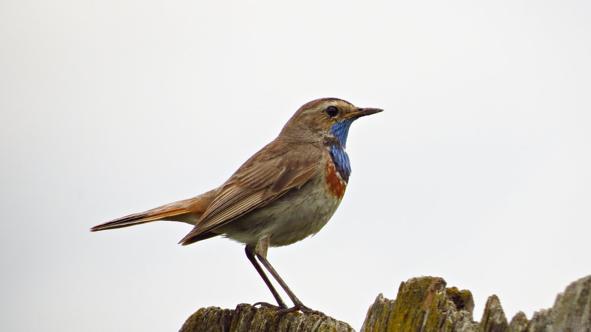 Варакушка - Людмилаfdnjgjhpnhptn 