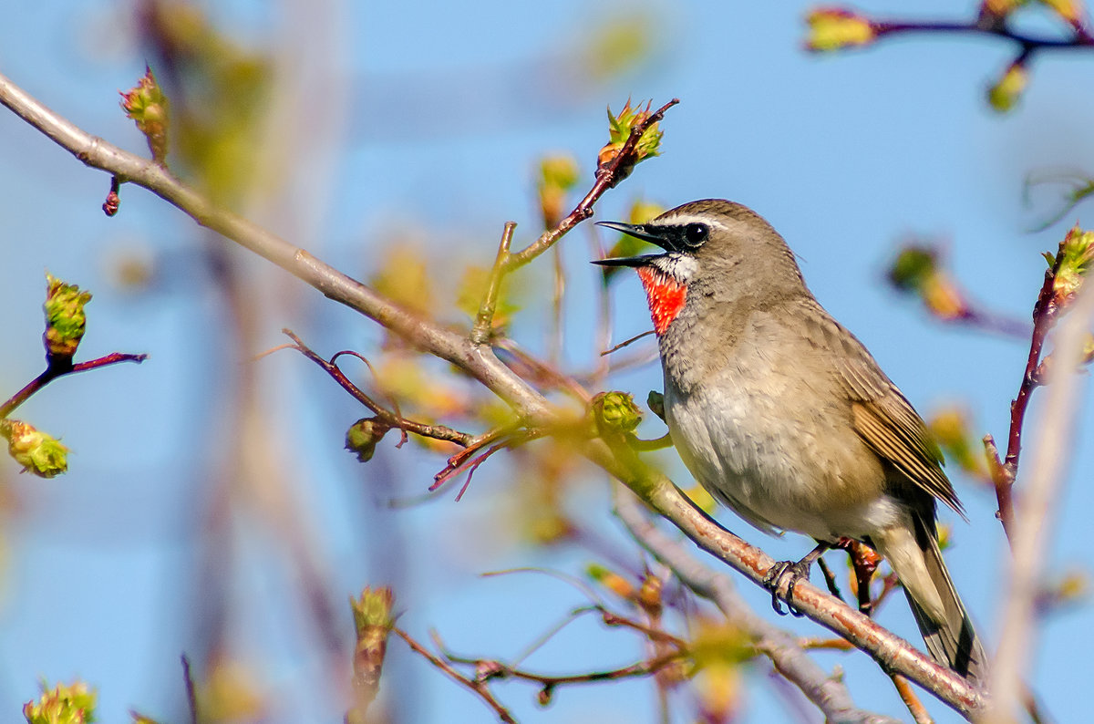Ария весне. - Виктор Иванович Чернюк Ария весне. - Виктор Иванович Чернюк