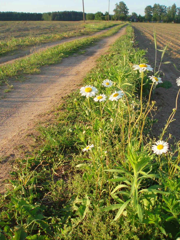 Keliukas / Path - silvestras gaiziunas gaiziunas