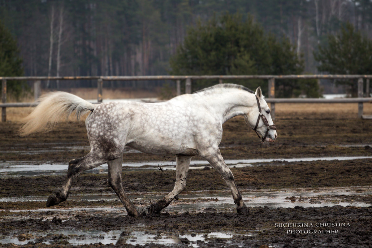 Магез - Кристина Щукина