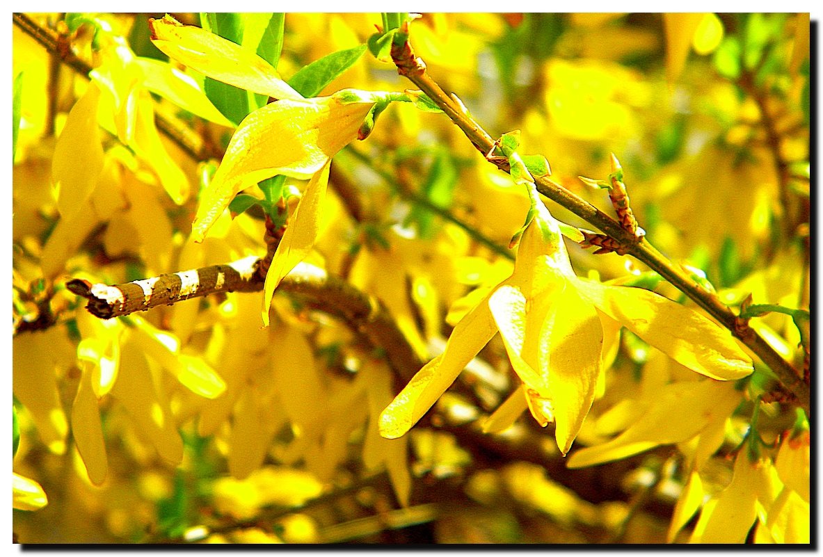 ВЕСНА  2017. - Ivana 