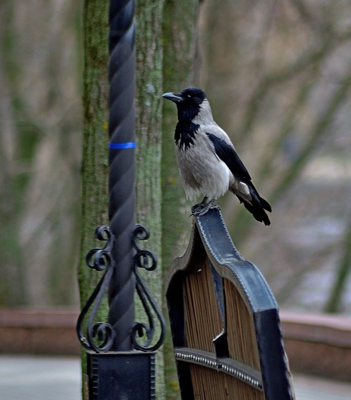 А присматривать за вами надо... - Юрий Анипов А присматривать за вами надо... - Юрий Анипов