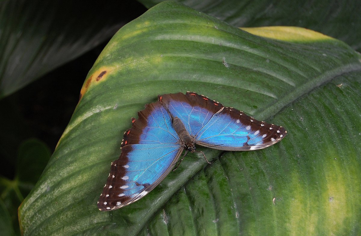 Blue Morpho butterfly - Natalia Harries