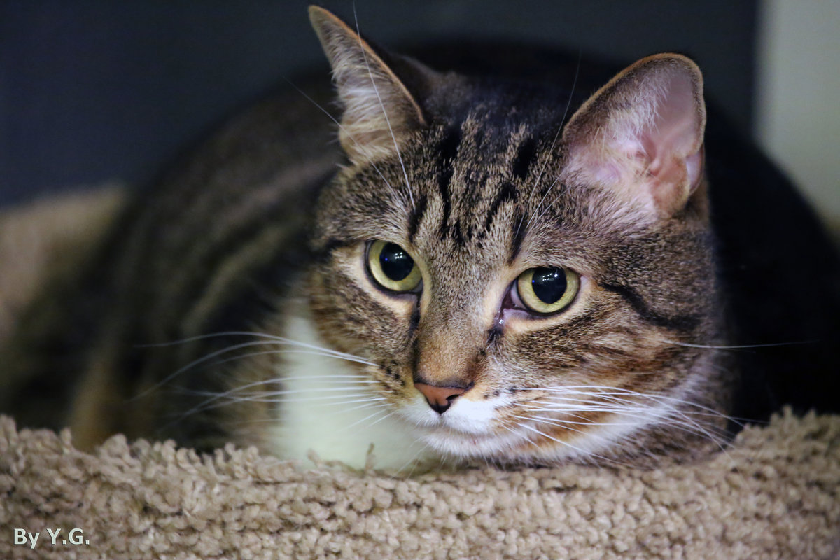 Уйди, не мешай думать ... - Яков Геллер Уйди, не мешай думать ... - Яков Геллер